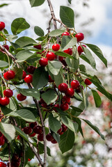 Sour Cherry (Prunus cerasus) in orchard
