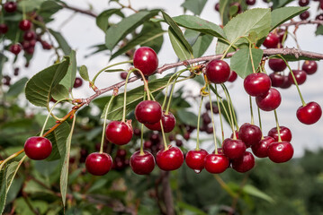 Sour Cherry (Prunus cerasus) in orchard