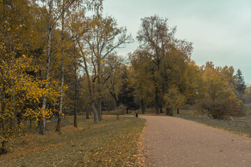 autumn trees and the road to the forest