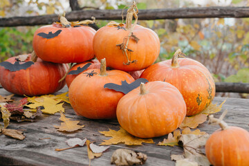 Happy Halloween, Thanksgiving. Pumpkin fruit with maple leaves on a wooden table, collecting the autumn harvest. Concept of tradition.