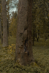 tree in autumn forest