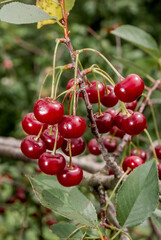 Sour Cherry (Prunus cerasus) in orchard