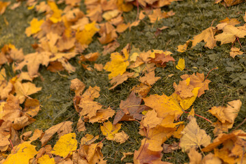 autumn leaves on the grass