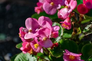 Obraz premium Beautiful colorful flowers on plants and shrubs. Color compositions and bouquets of different shapes, sizes and varieties with green leaves. Inflorescences close-up