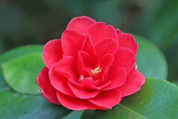 Red Camellia flower in Spring	