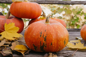 Happy Halloween, Thanksgiving. Pumpkin fruit with maple leaves on a wooden table, collecting the autumn harvest. Concept of tradition.