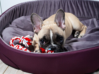 French bulldog puppy is lying in a bed and looking at you.  Lovely pet. Sweet dog. 