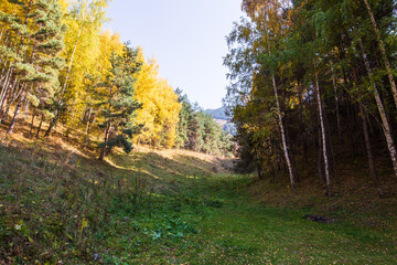 Autumn landscape. Beautiful birch trees. Walk in the birch forest. Natural background. Place to insert text.
