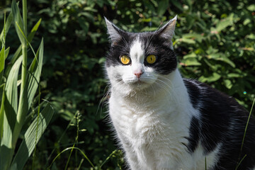 Naklejka na ściany i meble Beautiful adult young black and white cat with big yellow eyes sits on the green background in a yard in summer