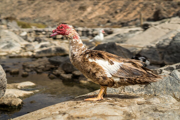 The Muscovy duck (Cairina moschata) on the rocks.