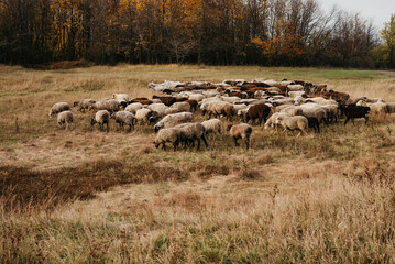 Livestock farm is a herd of sheep and goats