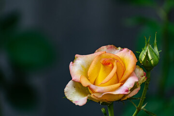 Beautiful colorful flowers on plants and shrubs. Color compositions and bouquets of different shapes, sizes and varieties with green leaves. Inflorescences close-up
