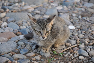Fototapeta premium gray cat on the ground