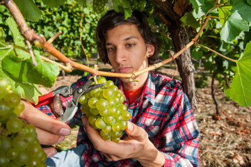 Vineyard worker picks Chardonnay grapes using secateurs at vineyard in Lenswood in the Adelaide Hills of South Australia