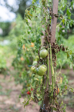 Sick tomato plant in the garden