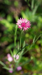 Pink cultivar of the cornflower (lat. Centaurea cyanus), of the family Asteraceae.