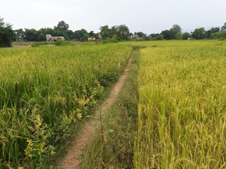 Paddy, also called rice paddy, small, level, flooded field used to cultivate rice in southern and eastern Asia.  Wet-rice cultivation is the most prevalent method of farming in the Far East, where it 