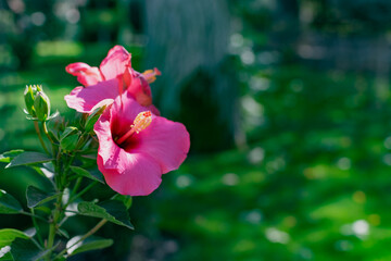 Beautiful colorful flowers on plants and shrubs. Color compositions and bouquets of different shapes, sizes and varieties with green leaves. Inflorescences close-up