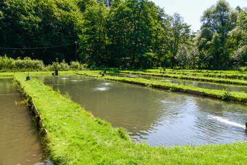 Fototapeta premium Trout farming in running water ponds, Poland