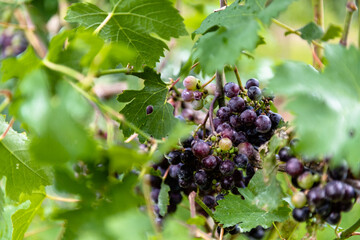 Ohio wine country, red grapes in Northeast Ohio farmland