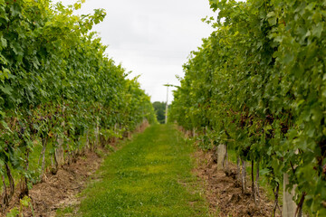 Fototapeta na wymiar Ohio wine country, red grapes in Northeast Ohio farmland