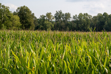 Cornfield at Sunset in the midwest