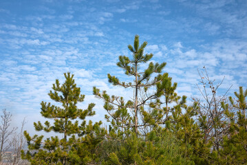 Obraz na płótnie Canvas Pinus nigra