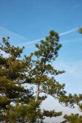 Pinus nigra