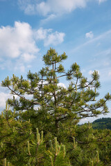 Pinus nigra