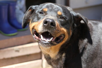Smiling Rottweiler Closeup