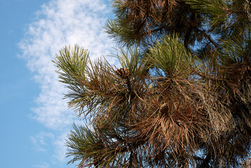 Pinus nigra J. F. Arnold