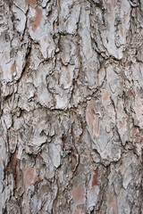 Pinus strobus