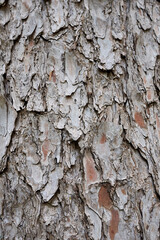 Pinus strobus
