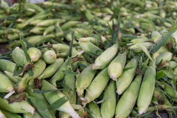 Fresh midwest corn at the farmer's market