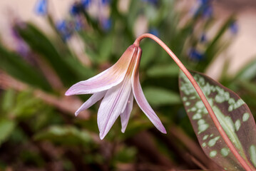 Dogs-tooth-violet (Erythronium dens-canis) in garden, Moscow region, Russia