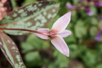 Dogs-tooth-violet (Erythronium dens-canis) in garden, Moscow region, Russia