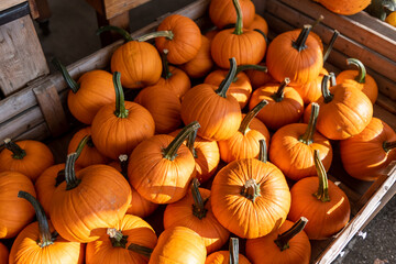 Cart of pumpkins harvested during Fall for the farmer’s market