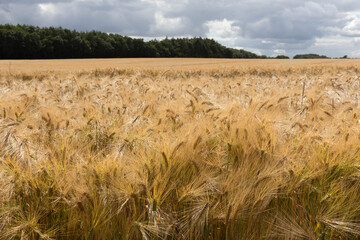 Kornfeld in voller Reife