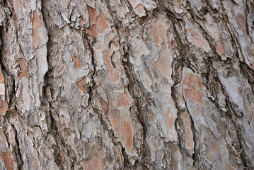 Pinus wallichiana tree