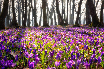 Amazing nature landscape, sunny flowering forest with a carpet of wild violet crocus or saffron flowers, early spring in Europe