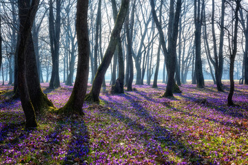 Amazing nature landscape, sunny flowering forest with a carpet of wild violet crocus or saffron flowers, early spring in Europe