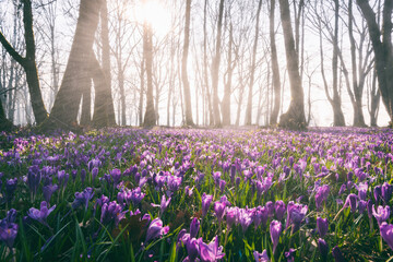 Amazing nature landscape, misty and sunny flowering forest with a carpet of wild violet crocus or saffron flowers, early spring in Europe