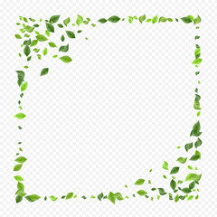 Olive Leaf Falling Vector Transparent Background 