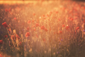 Red poppy flowers on the field in sunset light, natural outdoor background