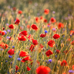 Obraz premium Red poppy flowers on the field in sunset light, natural outdoor background