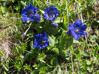 close up blue blooming gentian, Gentiana alpina with green leaves on alpine meadow, selective focus
