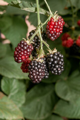 Shrubby Blackberry (Rubus nessensis) in garden