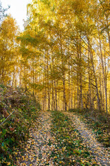 Fototapeta premium Autumn landscape. Beautiful birch trees. Walk in the birch forest. Natural background. Place to insert text.