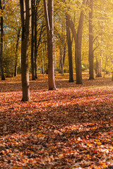 Autumn forest landscape with rays of warm light on golden foliage and path