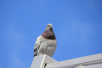 羽根を休めるハト